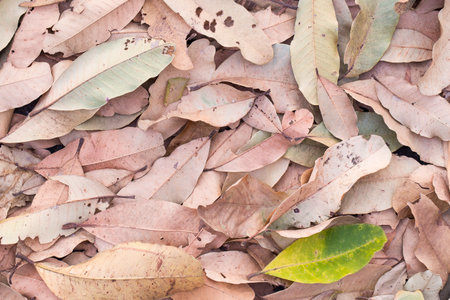 Autumn concept with Fallen brown dry leaves in the park for background. Picture Vintage color tone.の写真素材