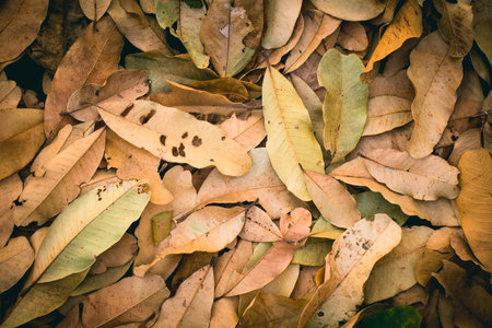 Autumn concept with Fallen brown dry leaves in the park for background. Picture Vintage color tone.の写真素材