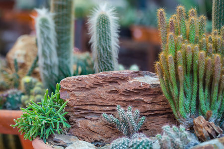cactus in pot for decorate garden. vintage style picture. Image has shallow depth of field.の写真素材