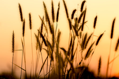 vintage soft tone, Abstract nature background with grass in the meadow and sunset. picture can used wallpaper desktop or copy space for add text message. Nature concept.の写真素材