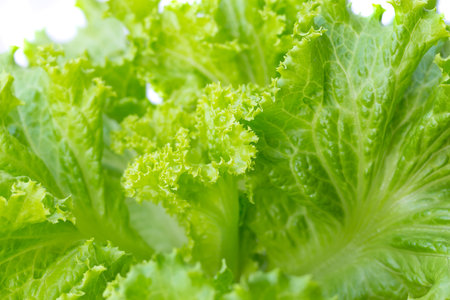 Fresh organic green vegetable background. picture used for clean healthy food backdrop. Eating salad to control weight.の写真素材
