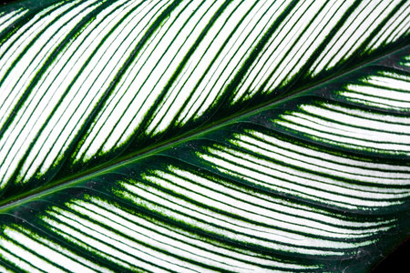 Green leaves background for design art work or add text message. Natural pattern plant leaf fresh for backdrop.の写真素材