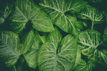 Little Green leaves background for design art work or add text message. Natural pattern of plant leaves for backdrop.の写真素材
