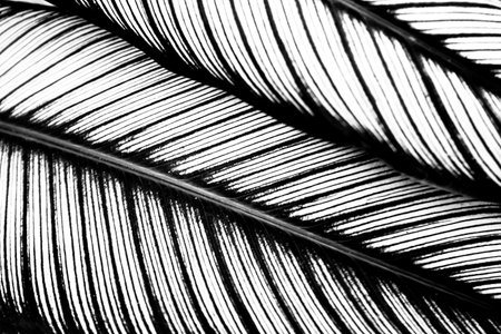 Green leaves background for design art work or add text message. Natural pattern plant leaf fresh for backdrop.の写真素材