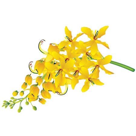 Golden Shower Treeのイラスト素材