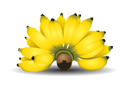 Cultivated banana thai Vector illustration.のイラスト素材