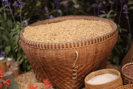 paddy seed backgroundの写真素材