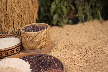 paddy seed backgroundの写真素材