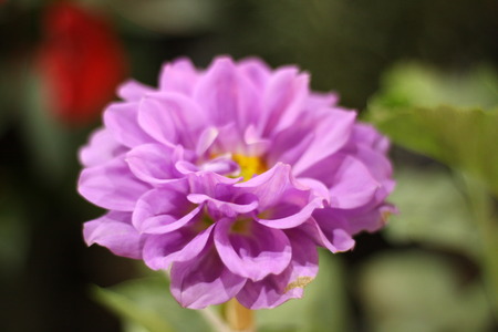 flower violet close upの写真素材