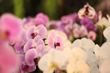 orchid flowerの写真素材