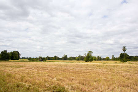 rice field after harvest in Thailand, south east asiaの写真素材