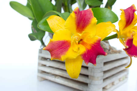yellow and red color orchid, flowers in a basket on a white backgroundの写真素材