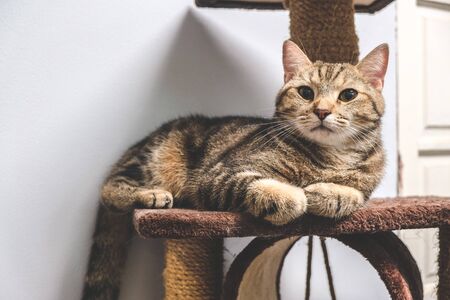 Portrait of tabby brown catの写真素材