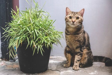 Portrait of tabby brown cat with bamboo