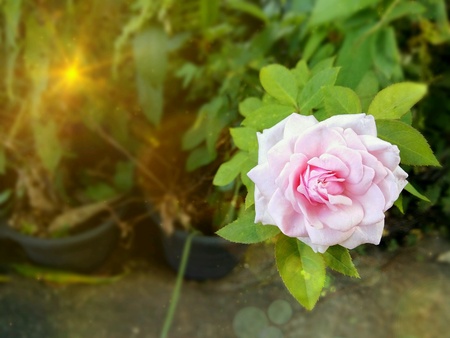 pink rose in the gardenの素材