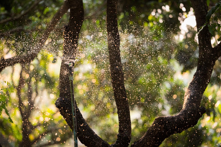 Agricultural water system. Water sprinkler system working in a tree garden at morning . Selective focusの写真素材