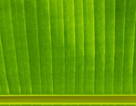 Banana leafの写真素材