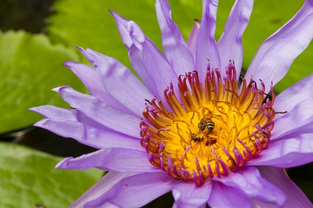 Water lily closeupの写真素材