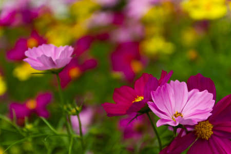 Colorful flowersの写真素材