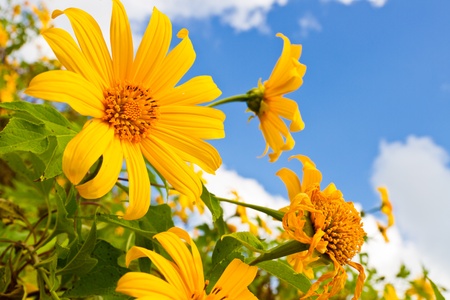 Mexican sunflower weedの写真素材