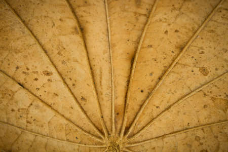 Grungy dried leaf background