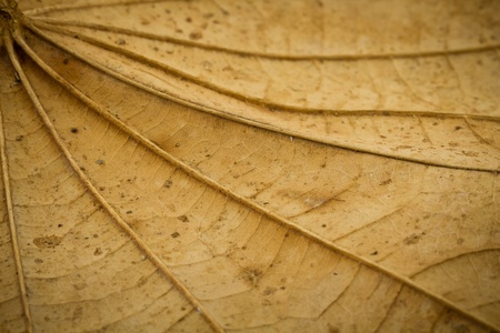 Grungy dried leaf backgroundの写真素材