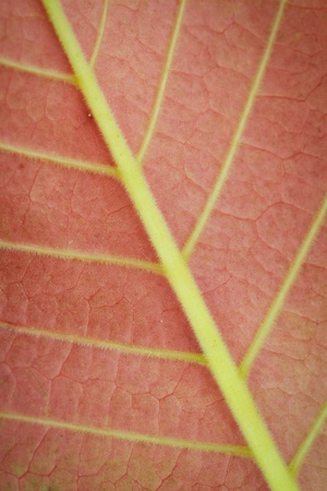 Red leaf backgroundの写真素材