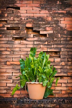 Flowerpot and brick wallの写真素材