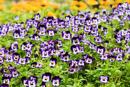 Close up of small violet flowers in the flower field