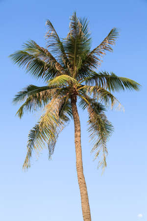 Coconut tree with bright blue sky in background