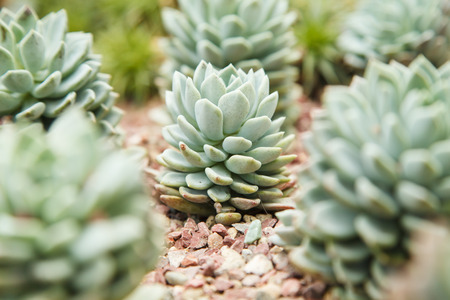 Cactus planted in a botanical garden in Singapore with shallow depth of fieldの写真素材