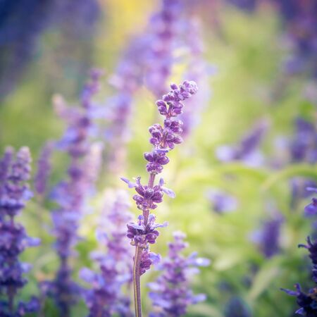 Lavender flowers with selective and soft focusの写真素材