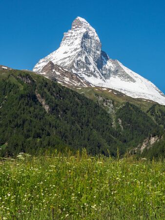 Matterhorn peak in sunny day with flower field in foreground,  Zermatt, Switzerland.の写真素材