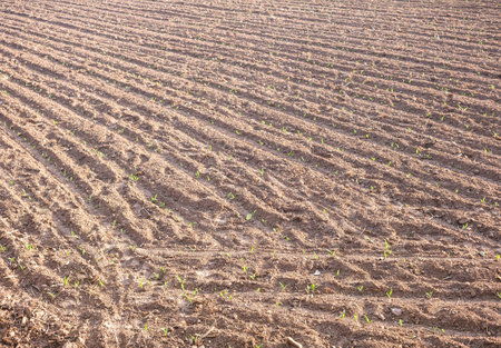 soil textureの写真素材