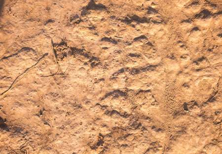 soil textureの写真素材