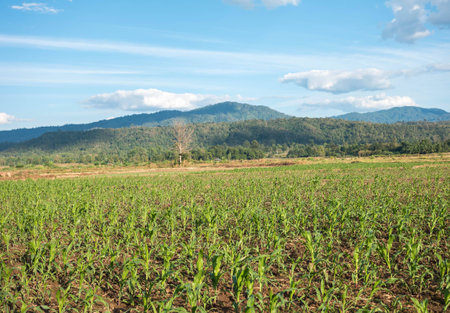field against a blue sky  blurの写真素材