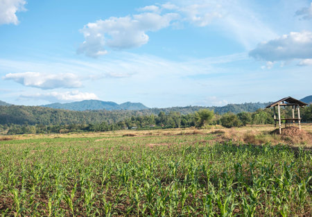 field against a blue sky  blurの写真素材