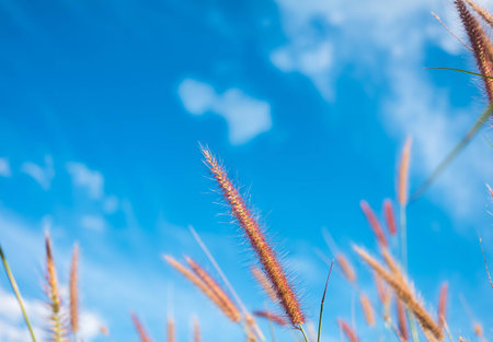 field against a blue sky  blurの写真素材