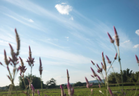 field against a blue sky  blur