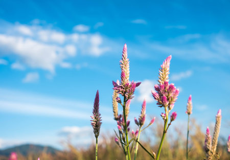 field against a blue sky  blurの写真素材