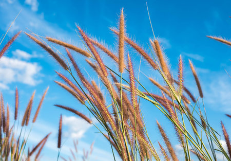 field against a blue sky  blurの写真素材