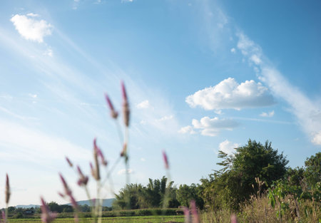 field against a blue sky  blurの写真素材