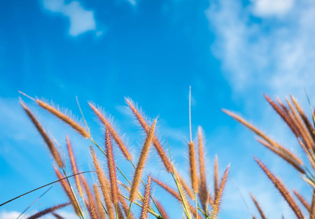 field against a blue sky  blurの写真素材