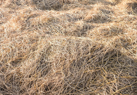 Texture hay closeup in colorの写真素材