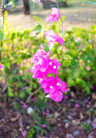 Bougainvillea flowersの写真素材