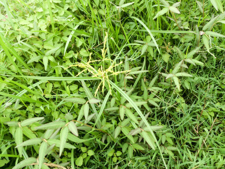 cornfieldの写真素材