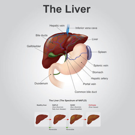 The liver is the only human internal organ capable of natural regeneration of lost tissue as little as 25% of a liver can regenerate into a whole liver.This is, however, not true regeneration but rather compensatory growth in mammals. Vector art, Illustraのイラスト素材