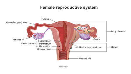 The female reproductive system (or female genital system) contains two main parts: the uterus, which hosts the developing fetus, produces vaginal and uterine secretionsのイラスト素材
