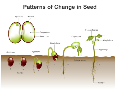 Germination is the process by which a plant grows from a seed. The most common example of germination is the sprouting of a seedling from a seed of an angiosperm or gymnosperm. Vector, illustration.のイラスト素材