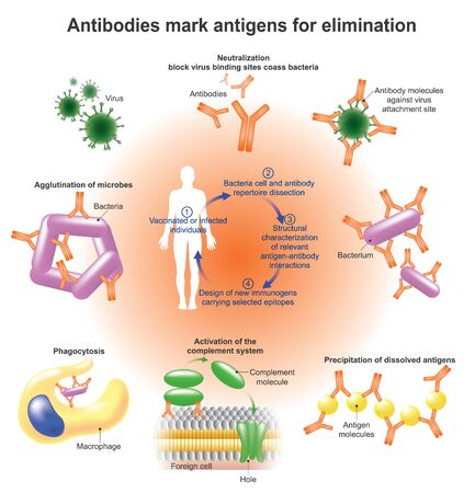 An antibody (Ab), also known as an immunoglobulin is a large, Y-shaped protein produced mainly by plasma cells that is used by the immune system to identify and neutralize pathogens such as bacteria and viruses. Vector, Illustration.のイラスト素材